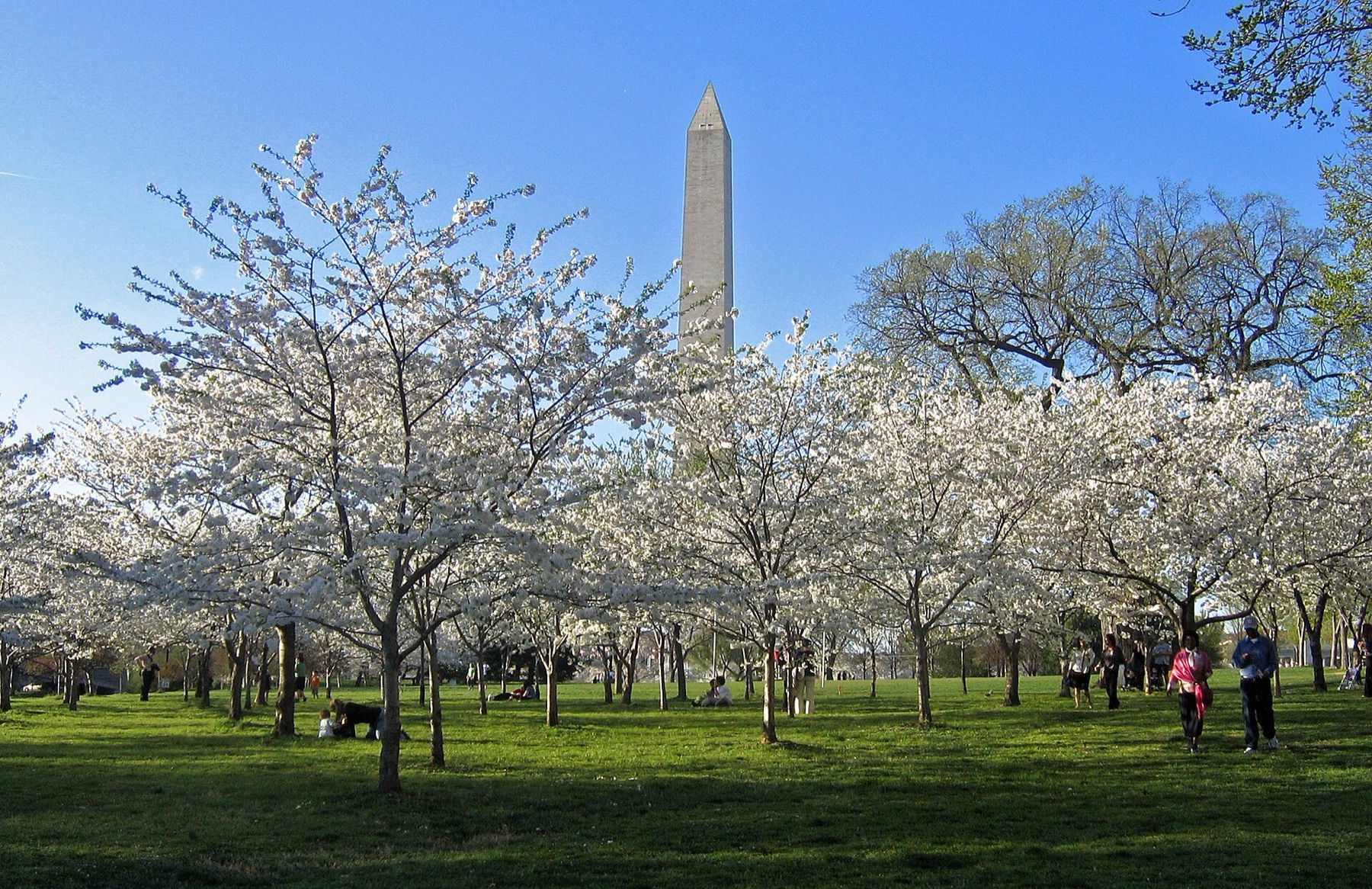 Cherry blossoms in bloom on the National Mall with the Washington Monument behind