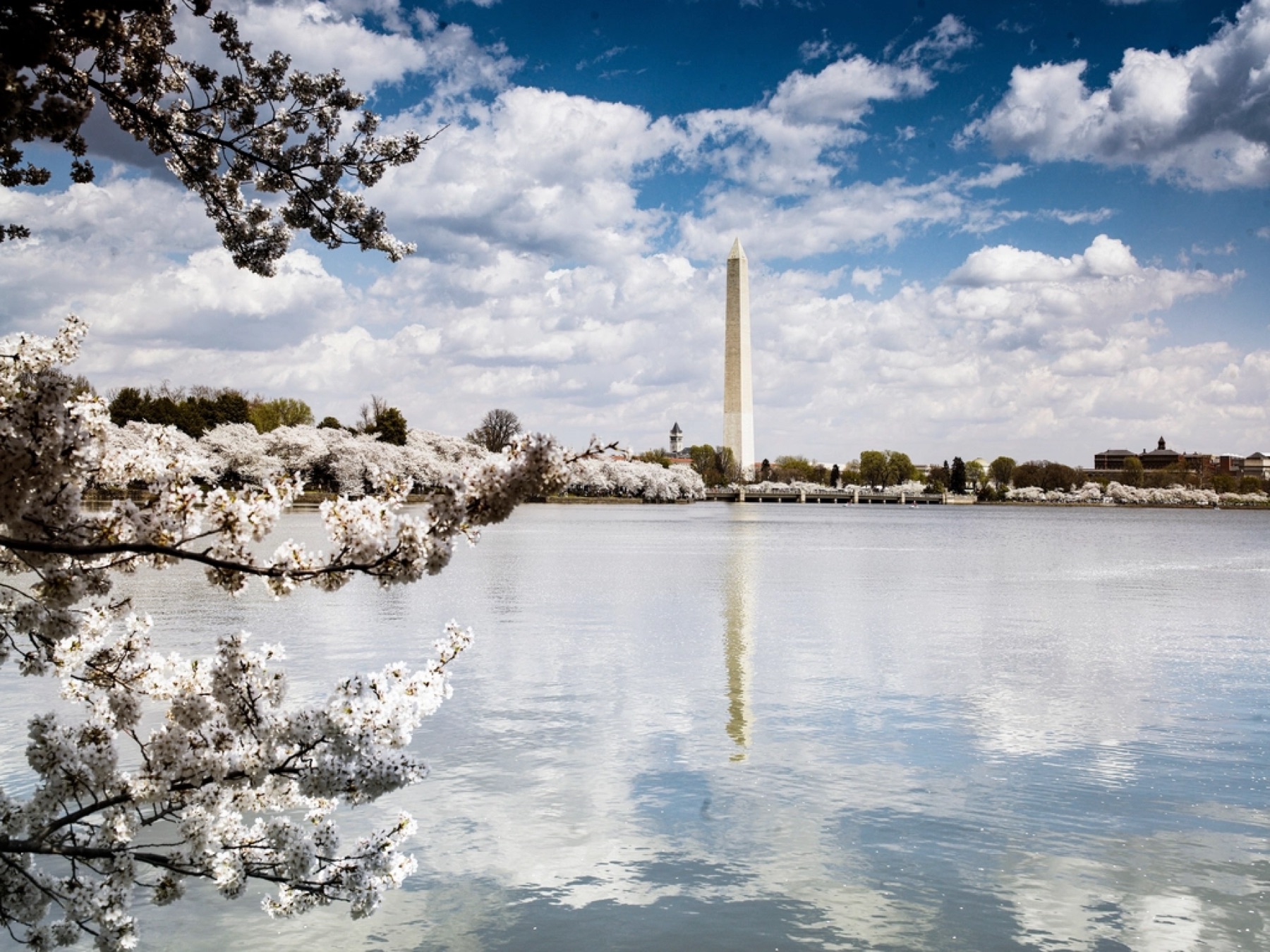Cherry blossoms around the Tidal Basin